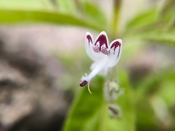 istock Green Chiretta plant flower 2226341995
