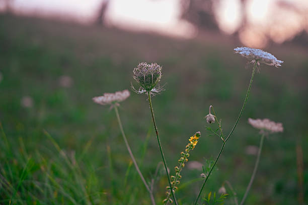 White wildflower in the middle of the field at sunset.