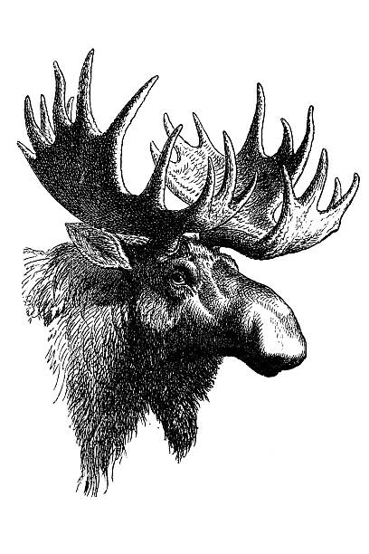 kopf eines elches oder elchs (alces alces) - taxidermie stock-grafiken, -clipart, -cartoons und -symbole