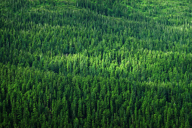 istock Lush Green Pine Forest or Forrest on Wild Mountainside in Wilderness Environment 2226344755