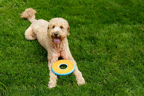 istock Goldendoodle Off Leash Fetch and Running 2226345024