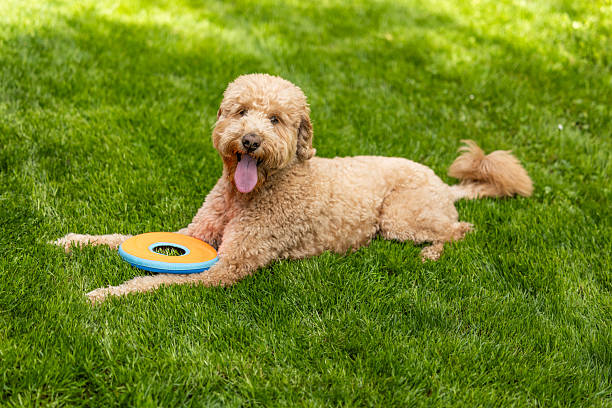 Goldendoodle Off Leash Fetch and Running