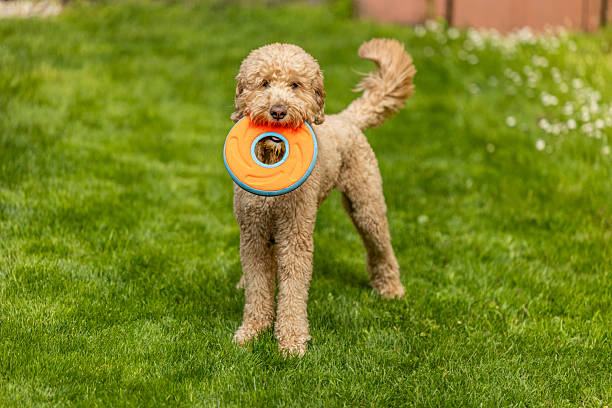 istock Goldendoodle Off Leash Fetch and Running 2226345035