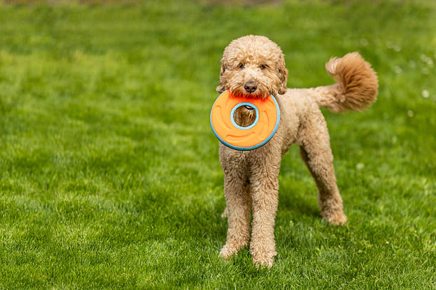 istock Goldendoodle Off Leash Fetch and Running 2226345038