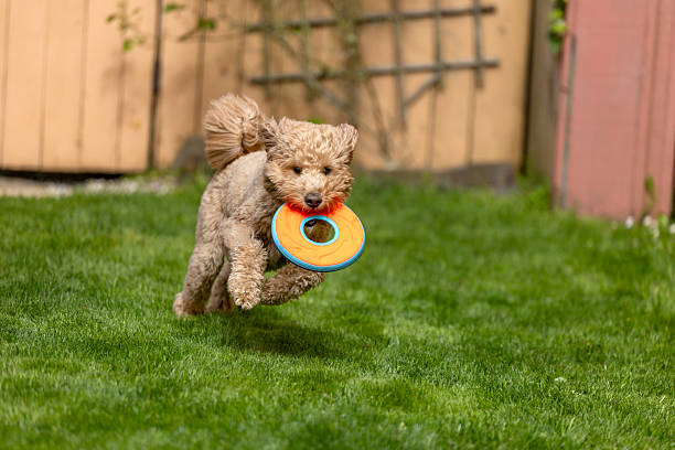 istock Goldendoodle Off Leash Fetch and Running 2226345039
