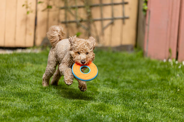 istock Goldendoodle Off Leash Fetch and Running 2226345041