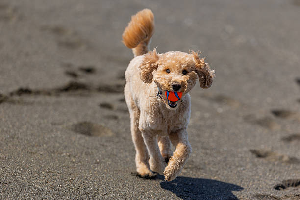 Goldendoodle playing an off-leash game of fetch, getting exercise at the beach in Pacifica, CA.