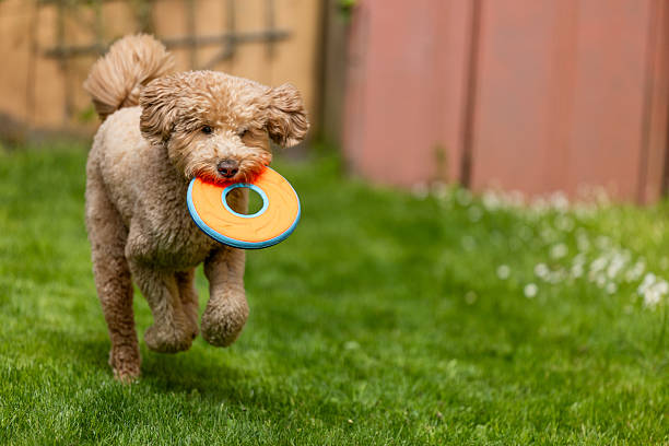 istock Goldendoodle Off Leash Fetch and Running 2226345058
