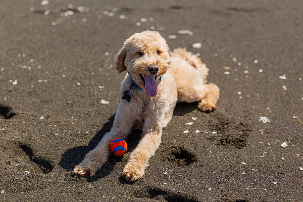 Goldendoodle playing an off-leash game of fetch, getting exercise at the beach in Pacifica, CA.