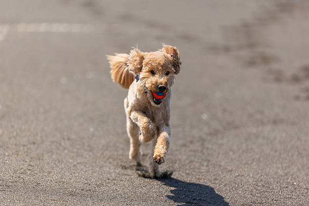 istock Goldendoodle Off Leash Fetch and Running 2226345068