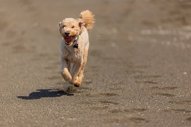 istock Goldendoodle Off Leash Fetch and Running 2226345071