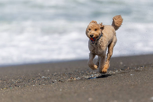 istock Goldendoodle Off Leash Fetch and Running 2226345080