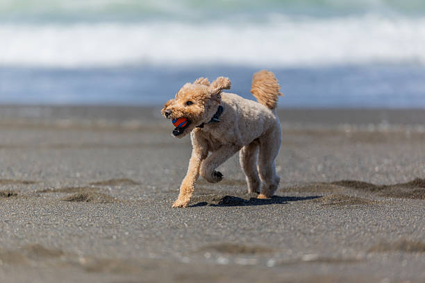 Goldendoodle playing an off-leash game of fetch, getting exercise at the beach in Pacifica, CA.