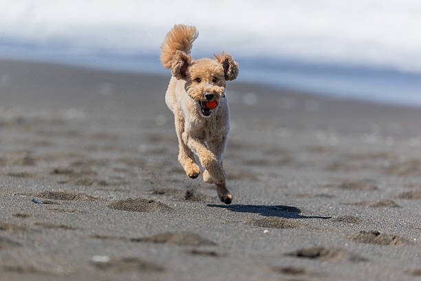 istock Goldendoodle Off Leash Fetch and Running 2226345097
