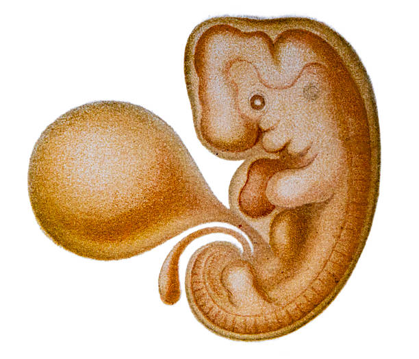 Human Embryonic Development ,Embryo, 5th week