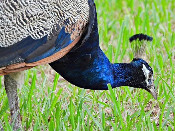 A vibrant horizontal shot of a male Indian Peacock (Pavo cristatus) standing on a bright green lawn. The bird's iridescent blue neck and head are in sharp focus, contrasting beautifully with the soft green grass in the background. This image is perfect for themes of park wildlife, exotic gardens, and natural elegance.