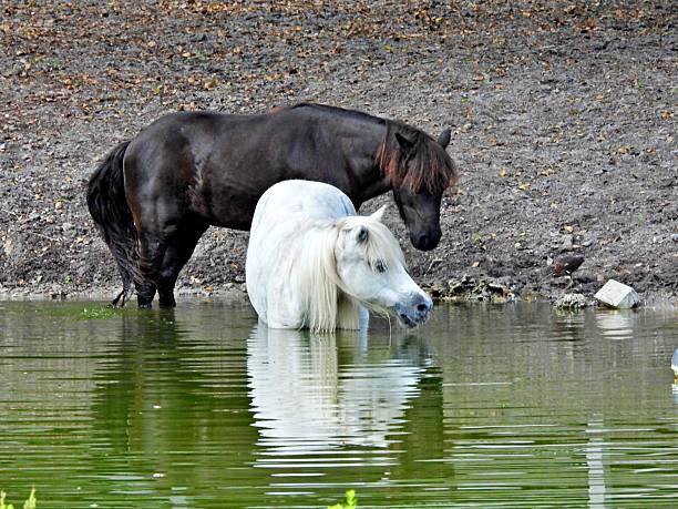 Miniature Horses - profile