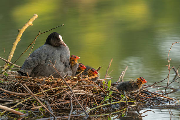 A coot (Fulica atra) .on its nest broods its few-day-old chicks. Bas rhin, alsace, grand est, France, Europe.