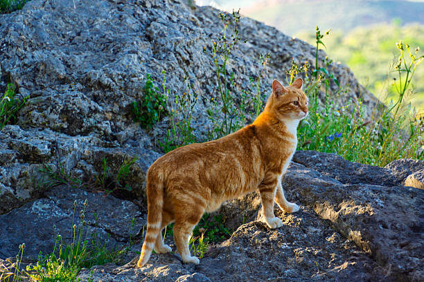 istock Majestic Ginger Cat on Rocky Outcrop at Sunset 2226349302