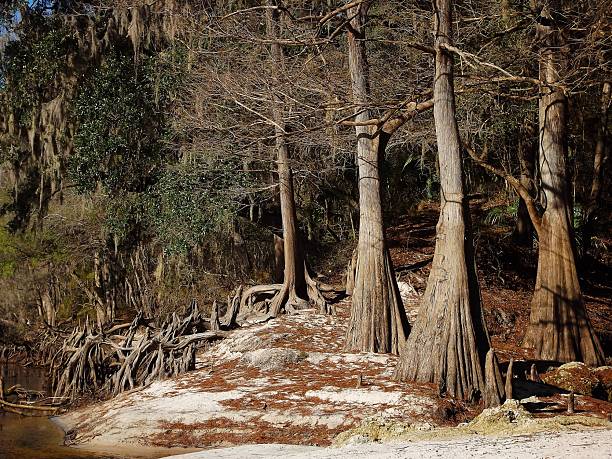 istock Suwannee River Trail and Balanced Rock Trail on the Suwannee River.  Suwannee RIver State Park Florida 2226350340