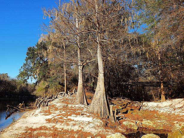 istock Suwannee River Trail and Balanced Rock Trail on the Suwannee River.  Suwannee RIver State Park Florida 2226350344