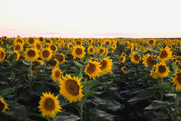 istock sunflower in summer evenings 2226350538