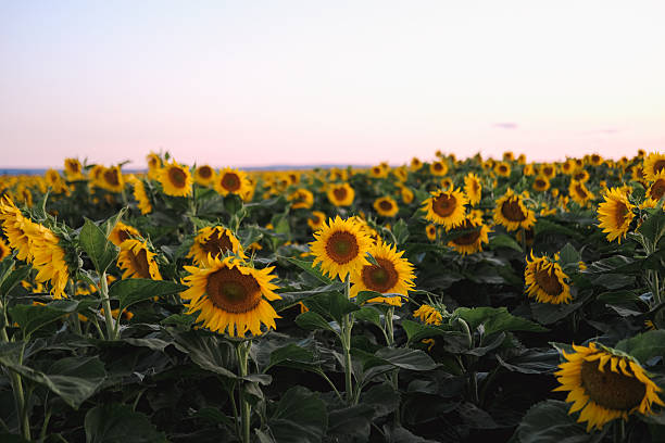 istock sunflower in summer evenings 2226350582
