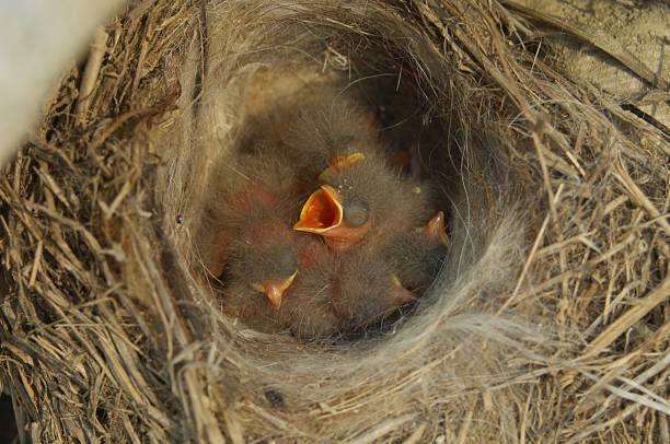This photo captures newly hatched White Wagtail chicks inside a nest, eagerly opening their beaks for food. This image is part of the Motacilla alba series.