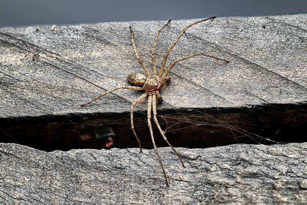 istock spider on wooden plank in macro 2226352785