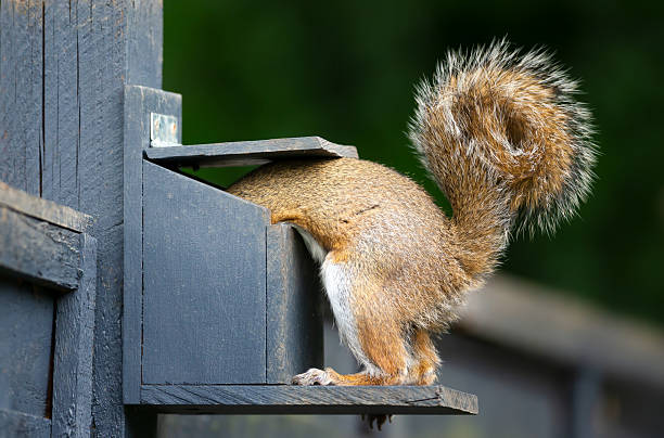 istock Portrait of a grey squirrel eating nuts and seeds on a squirrel feeder 2226355884
