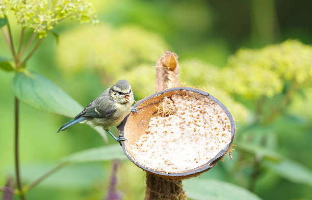 istock Blue tit chick feeding from suet filled coconut bird feeder 2226355983