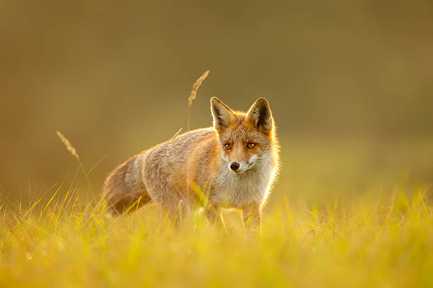 istock Red fox standing in a meadow during a golden sunset 2226356392