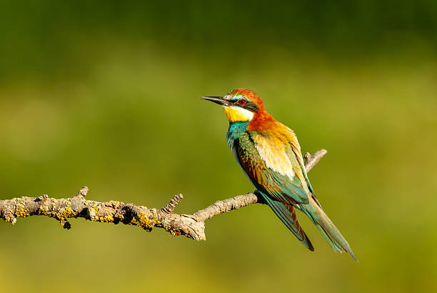 istock Colorful European bee-eater perched on branch during summer 2226356411