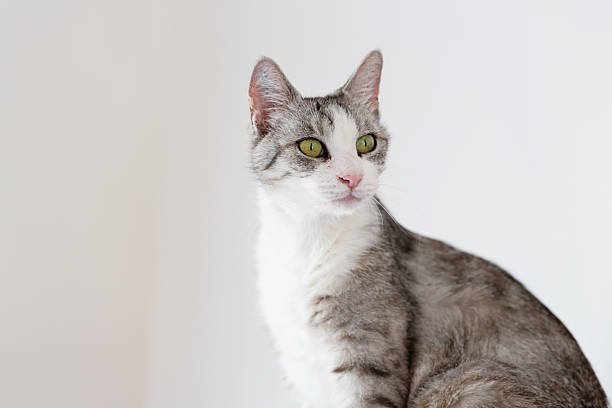 istock Tabby cat with white spots relaxing and yawning 2226356716