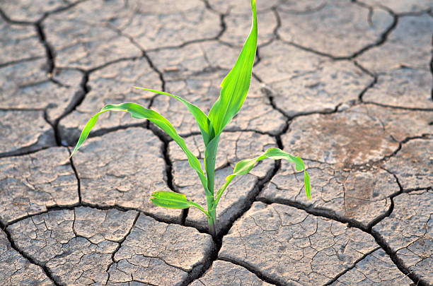 istock Corn growing on the dry agricultural land 2226357731