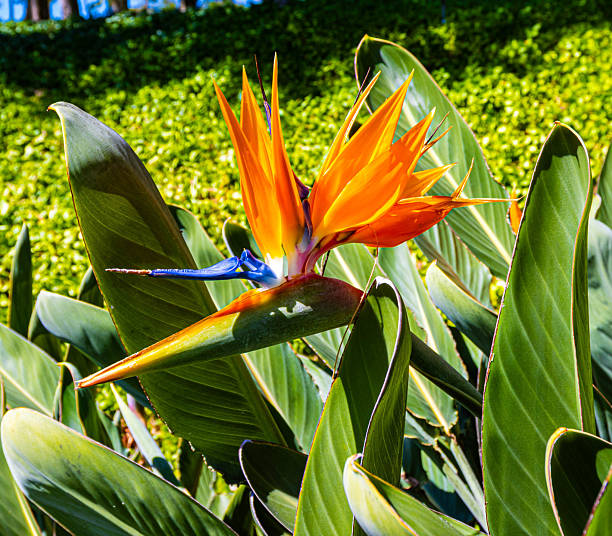 r,Poipu,  Kauai, Hawaii, USA