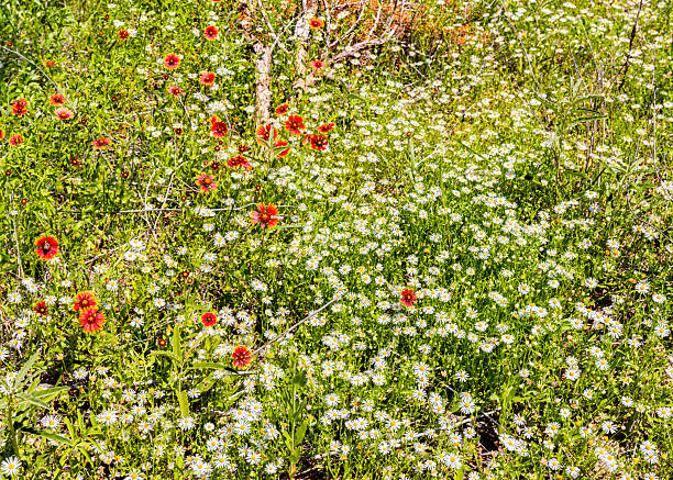 White Asters and Indian Blankets on The Lower South Prong Trail, Caprock Canyons State Park, Texas, USA