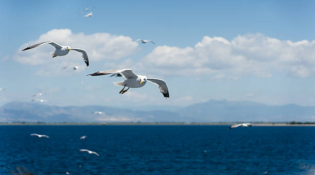 istock Seagulls flying over the blue sea in a sunny day 2226358803