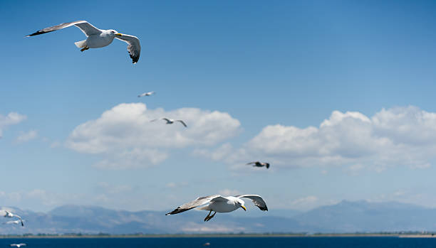 istock Seagulls flying over the blue sea in a sunny day 2226358819