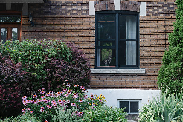 Animal, Domestic cat, house, flower