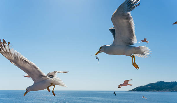 istock Seagulls flying over the blue sea in a sunny day 2226358859