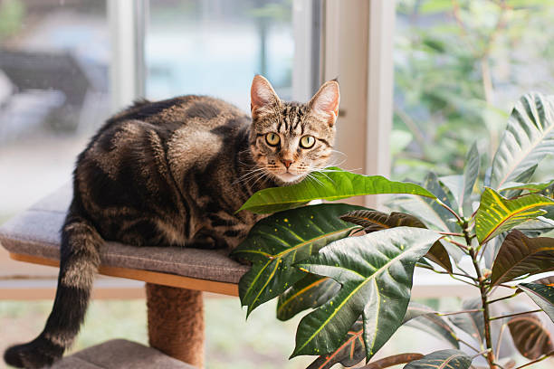 istock Portrait of a tabby cat 2226358900