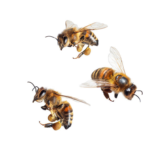 istock Three flying honey bees with pollen isolated on white background 2226359786