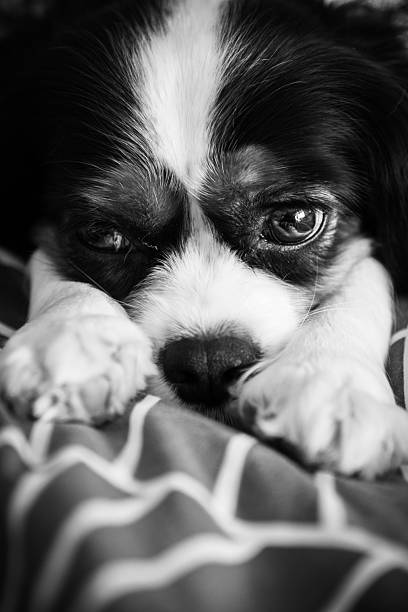 istock Gentle sleepy look 2226360094