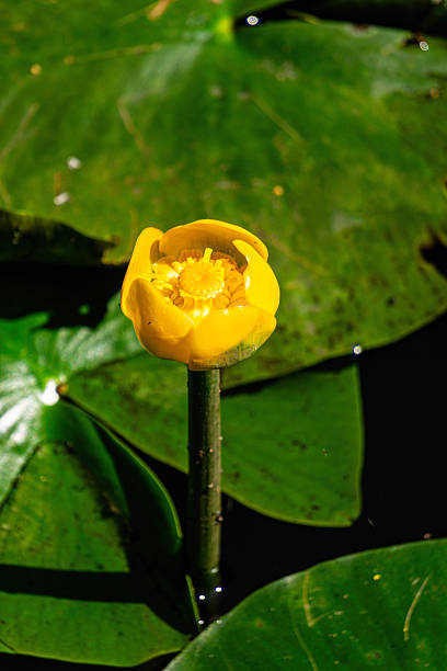 istock Pond overgrown with yellow pond lilies 2226360144