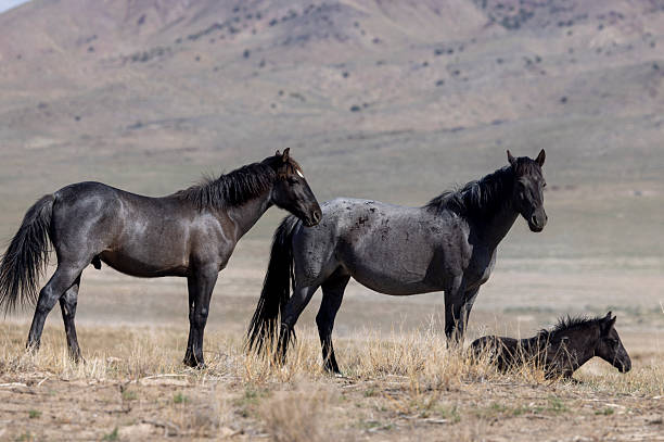 istock Wild Horses in Springtime in the Utah Desert 2226360180