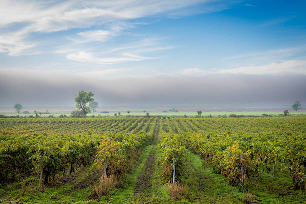 istock A look in the vineyards 2226360205