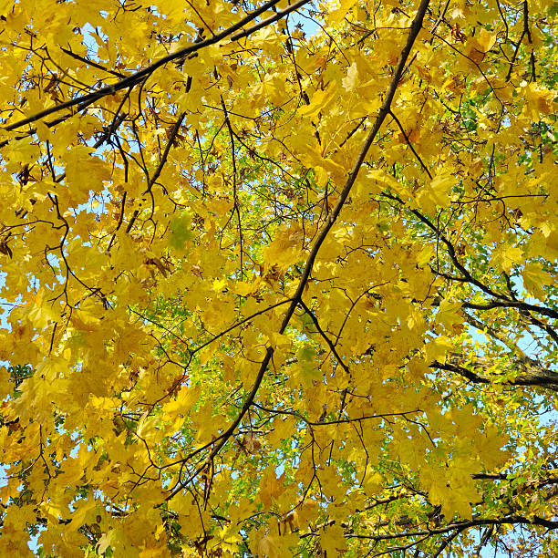 Beautiful golden yellow maple leaves background.