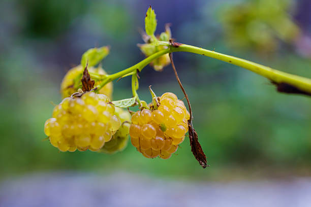 Fresh Raspberries Growing on a Bush in Summer. High quality 4k footage