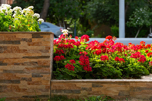 Vibrant red and white geranium flowers growing in a decorative stone flowerbed on a sunny day. Urban landscaping and colorful floral arrangement in the city park